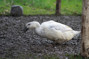 White duck geese in the mud on a farm