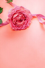 Pink rose with ribbon on a  pastel pink background with space for text