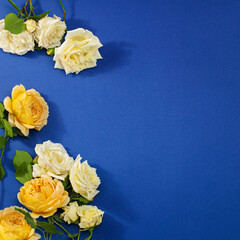 Beautiful white, yellow roses flowers blue  paper background  with copy space for text, top view and flat lay style.