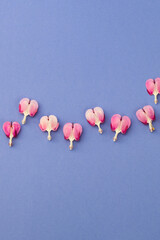 Dicentra formosa  flowers on blue background with space for text. Happy Mother's Day, St. Valentine’s day greeting card. Flat lay.