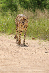 Cheetah, Kruger National Park