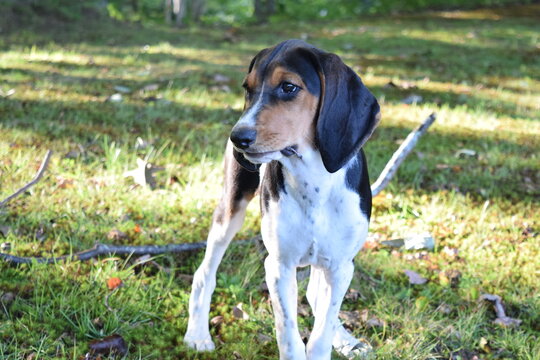 Treeing Walker Coonhound" Images – Browse 181 Stock Photos, Vectors, and  Video | Adobe Stock