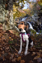 Treeing Walker Coonhound Puppy