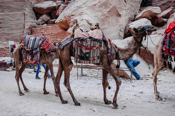 Camels with colorful saddle. Camels to transport tourists in Petra. Jordan