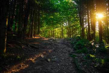 Obraz premium spring sun rise in forest idyllic beautiful landscape view of April season time, focus on ground