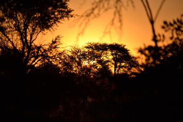 sunset in the field