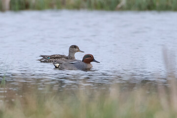 Common teal 