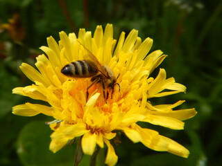 bee on yellow Taraxacum flower collecting pollen