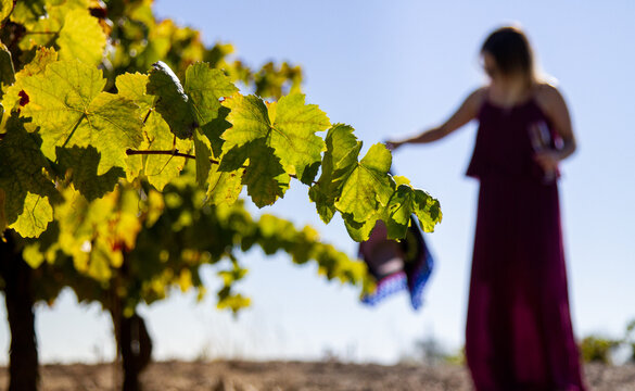vi&ntilde;edo