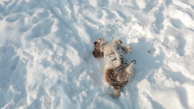 lagotto romagnolo dog rolling in the snow