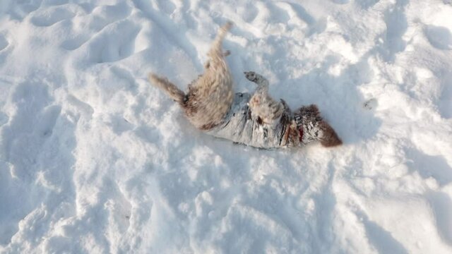 cute dog rolling in the snow