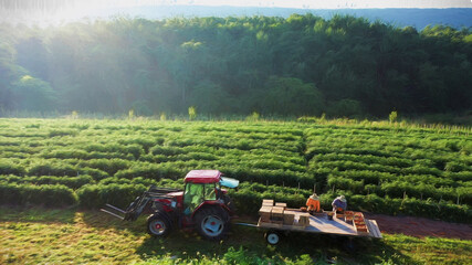 Impressionist style of painting showing aerial view of tomato farmers sorting tomatoes on the back...