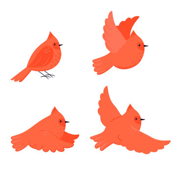 Set of cute cartoon birds red cardinal isolated on white background. Vector graphics.