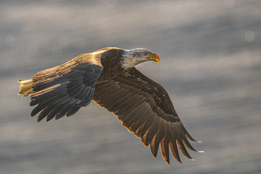 Flying Bald Eagle (Haliaeetus leucocephalus)