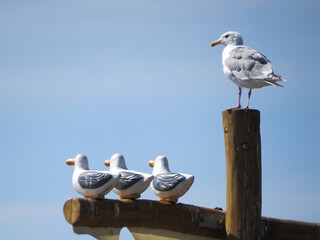 Seagull company monitoring seawall traffic