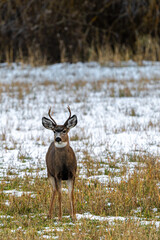 Mule Deer (Odocoileus hemionus) Buck