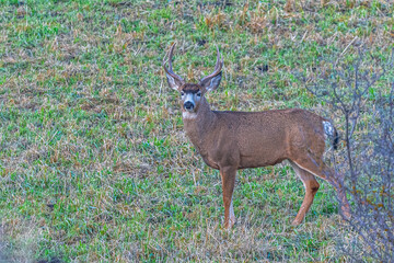 Mule Deer (Odocoileus hemionus) Buck