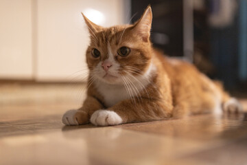 Domestic red cat in a dark room with dim lighting.