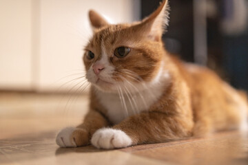 Domestic red cat in a dark room with dim lighting.