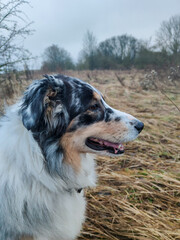 Aufmerksamer Australian Sheperd 