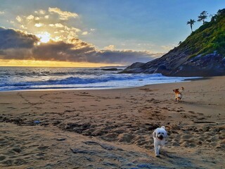 dogs on the beach of estaleirinho in Balneário Camboriú