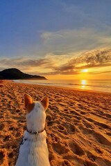 dog on the beach of estaleirinho in Balne&aacute;rio Cambori&uacute;