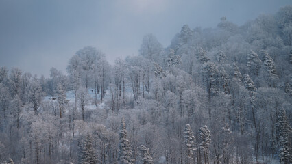 Snowed forest aerial view from drone