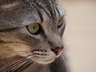 close up of a cat