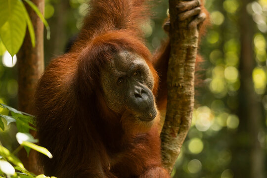 Close-up portrait of older female Sumatran Orangutan in the rainforest of North Sumatra, Indonesia, South-East Asia