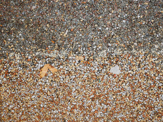 shells on the beach