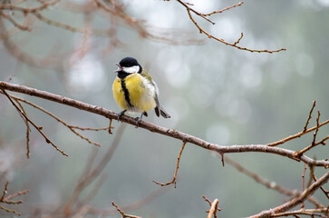 Fototapeta premium Eurasian blue tit . Cyanistes caeruleus . Parus caeruleus . Blaumeise