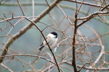 Cole Tit . Coal Tit . Tannenmeise . Periparus ater . Parus ater