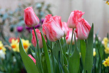 Pink tulips fringed Auxerre bloom in a garden 