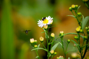 Margarida e abelha flor branca!