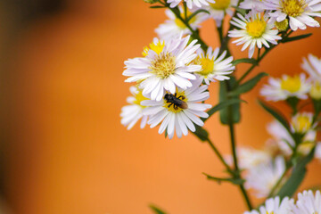 Margarida e abelha flor branca!