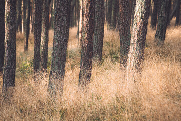 pine tree forest in an evening light