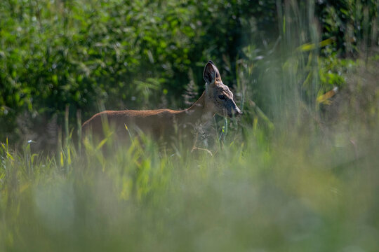 deer 