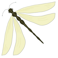 Hand-drawn isolated on a white background. A beautiful drawing of an insect in a trendy vintage style. A flying dragonfly with transparent wings.