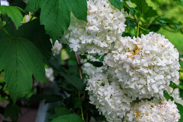 photo of a white hydrangea on a summer day