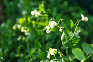 Fototapeta premium White flowers of Pea plant