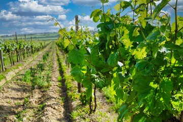 Production of rose, red and white wine, vineyard in early summer