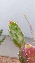 cactus with pink thorns