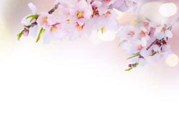 Obraz premium almond tree bloom
