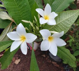 white frangipani flower