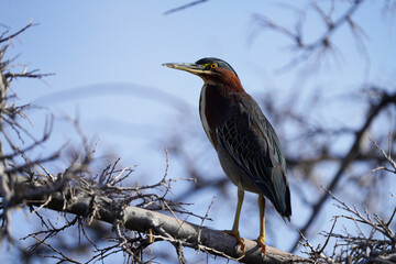 Green Heron posing in the sunshine