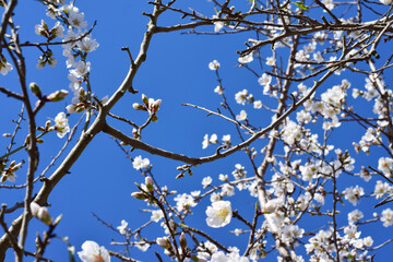 Almond tree in its branches and beautiful white flowers, open where a process will come out the fruit.