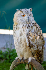 Búho Real