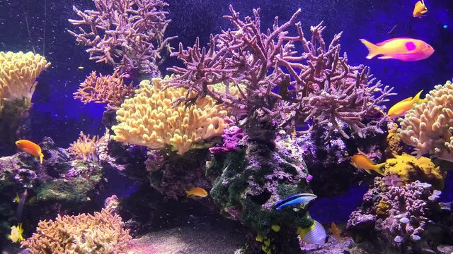 Aquarium with coral reef. Lyretail anthias, Sea Goldie, Redbar and Bicolor Anthias and Bartlett's Anthias. Threadfin butterflyfish and Convict Tang. Bluestreak cleaner wrasse: Labroides dimidiatus