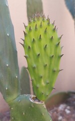 cactus close up