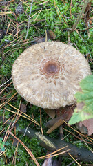 Fresh forest mushrooms in wild nature